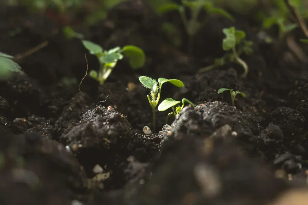 Soil growth: the foundation of vibrant gardens and high nutrient plants